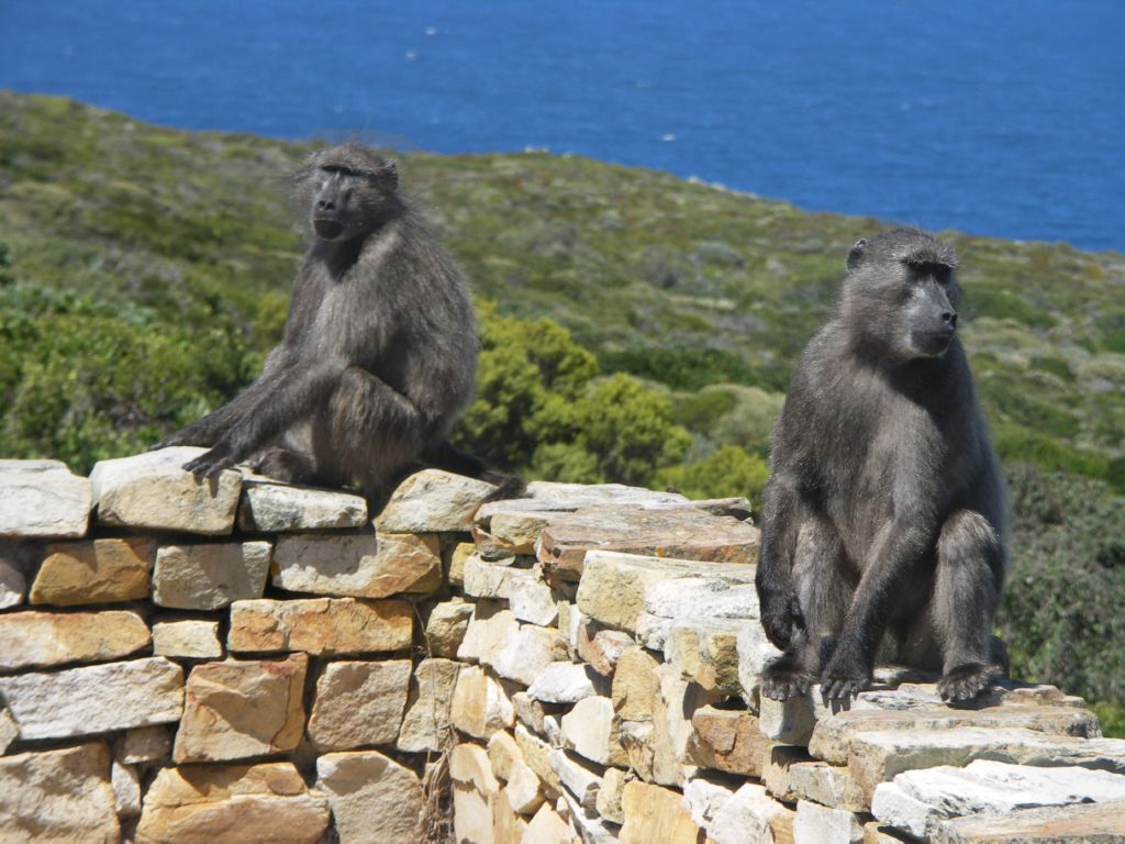two baboons